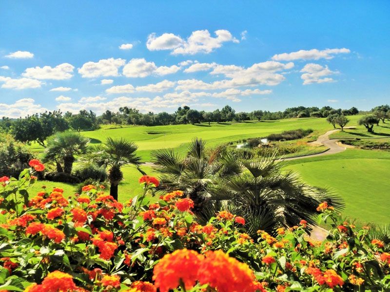 rote blumen im hintergrund fairways