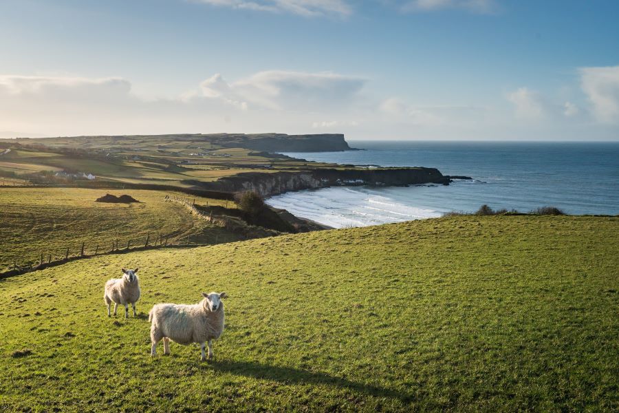 golfcourse on an island, coast, beach, ocean, bird perspektiv, vacation in wales, golf trip, holidays in england