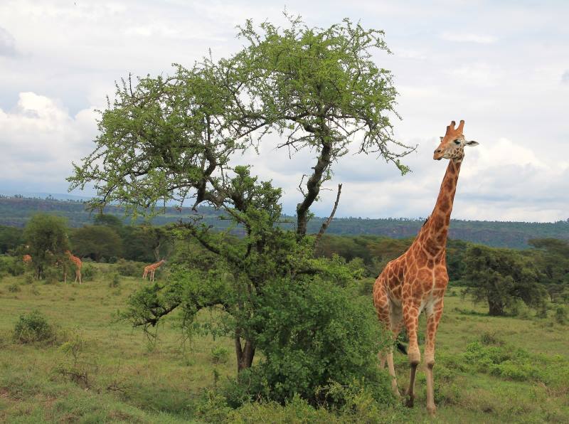 Kenya golf and safari, giraffe masai mara