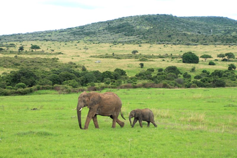 golf and safari kenya, elephants masai mara