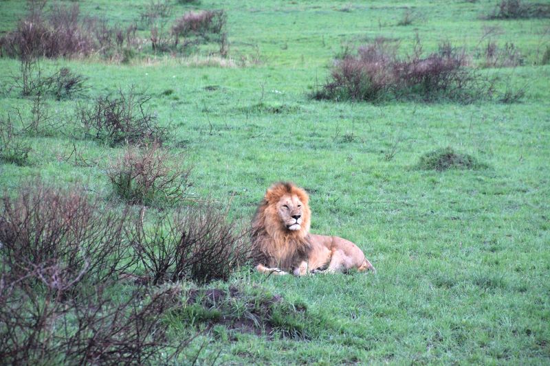 Löwe lion Masai Mara Kenya, golf and safari kenya