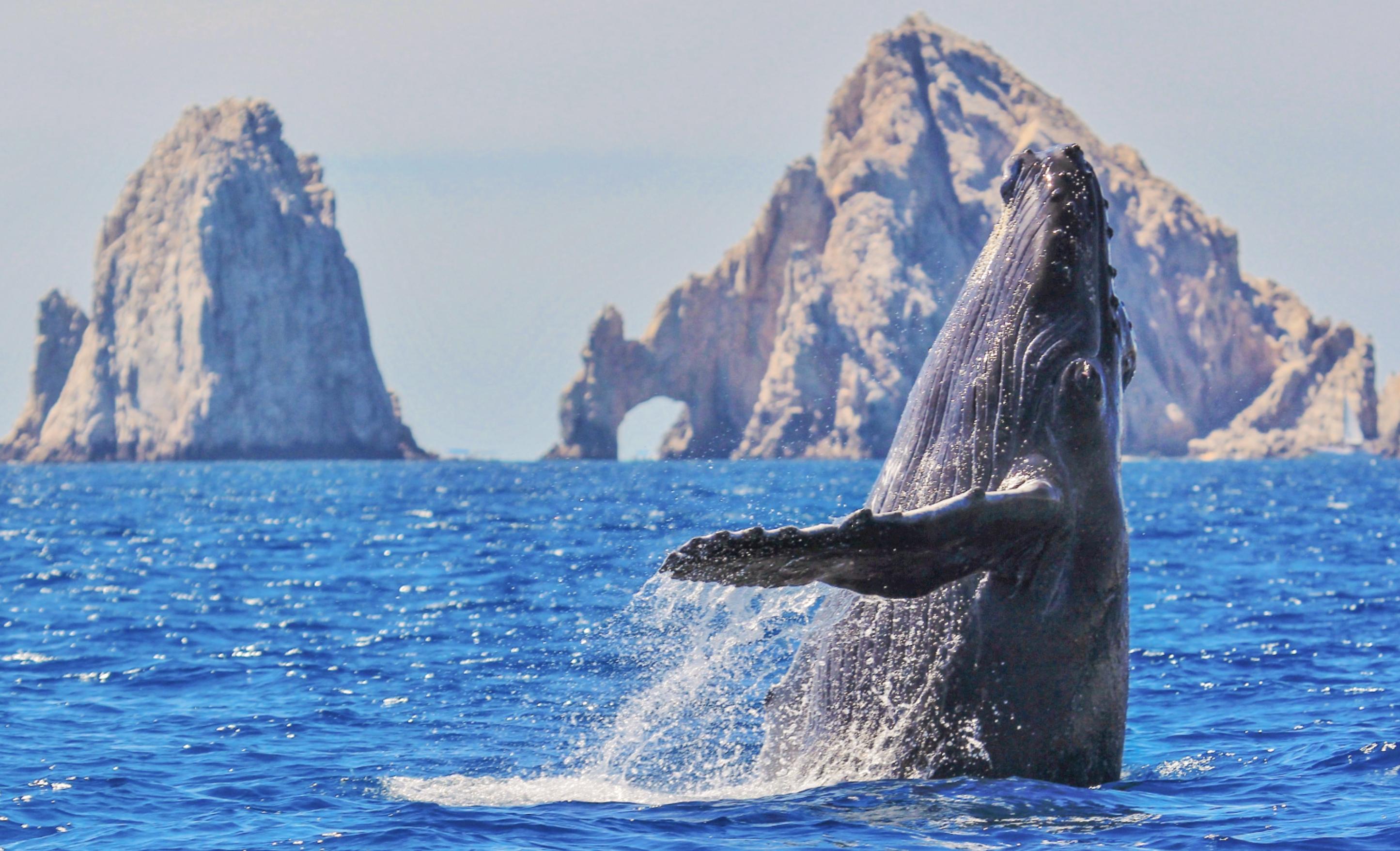 Walbeobachtung, Los Cabos, Mexiko, Golfreisen, Whale Watching, Meer, Felsen
