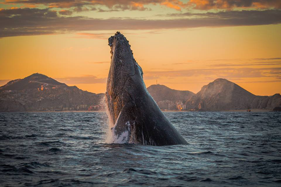 Los Cabos, Mexiko, Wal 