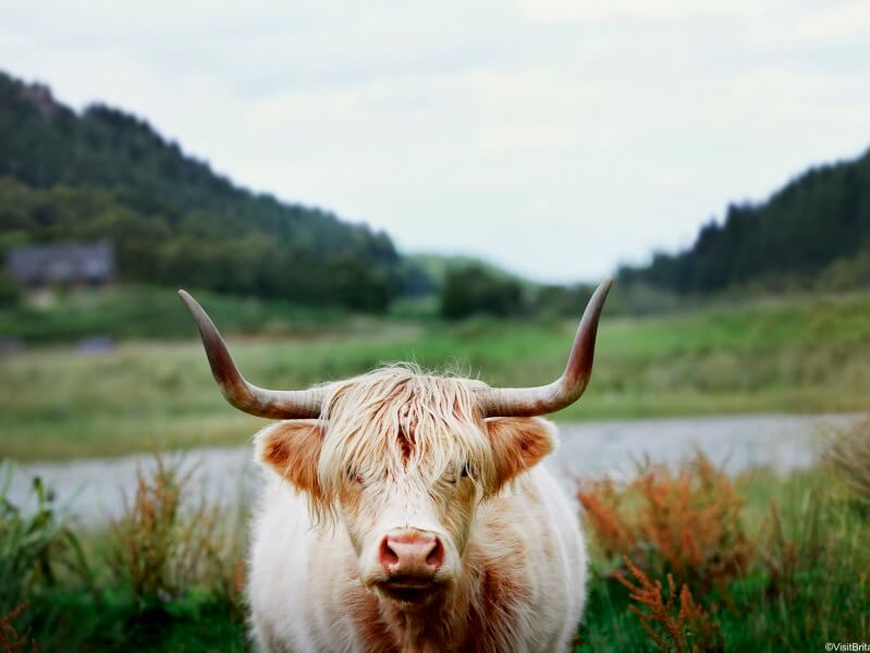 holidays in scotland, big cow, gras, river, golf vacation, explor the scotisch nature